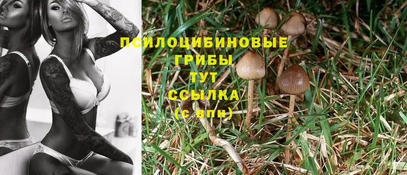 darknet формула  где найти наркотики  Вытегра  Псилоцибиновые грибы MAGIC MUSHROOMS 